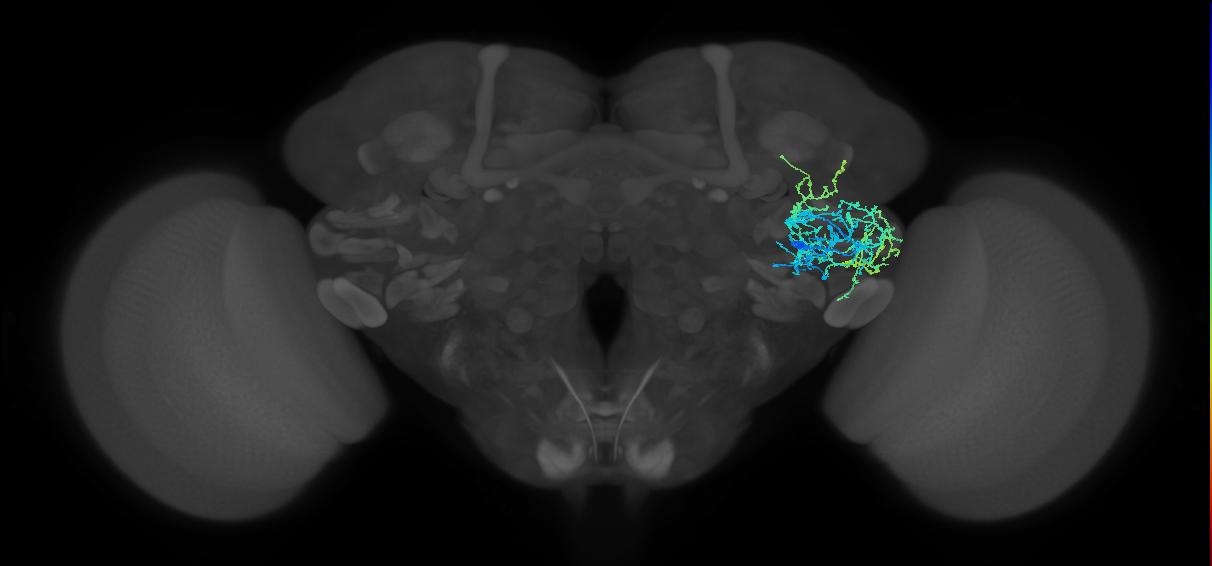 AVLP297_R (FlyEM-HB:1138518446)