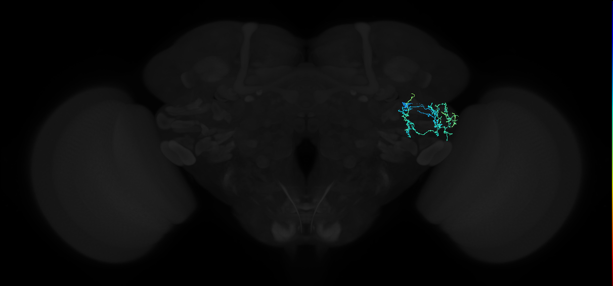 adult anterior ventrolateral protocerebrum neuron 298