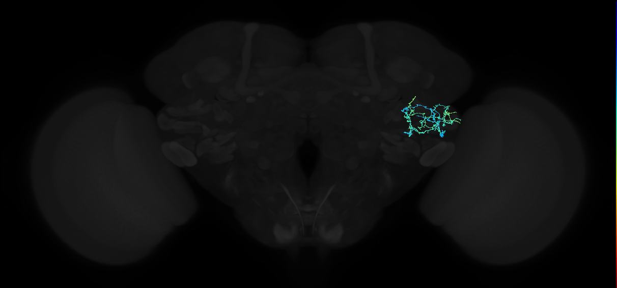adult anterior ventrolateral protocerebrum neuron 298