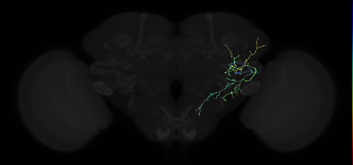 adult anterior ventrolateral protocerebrum neuron 299