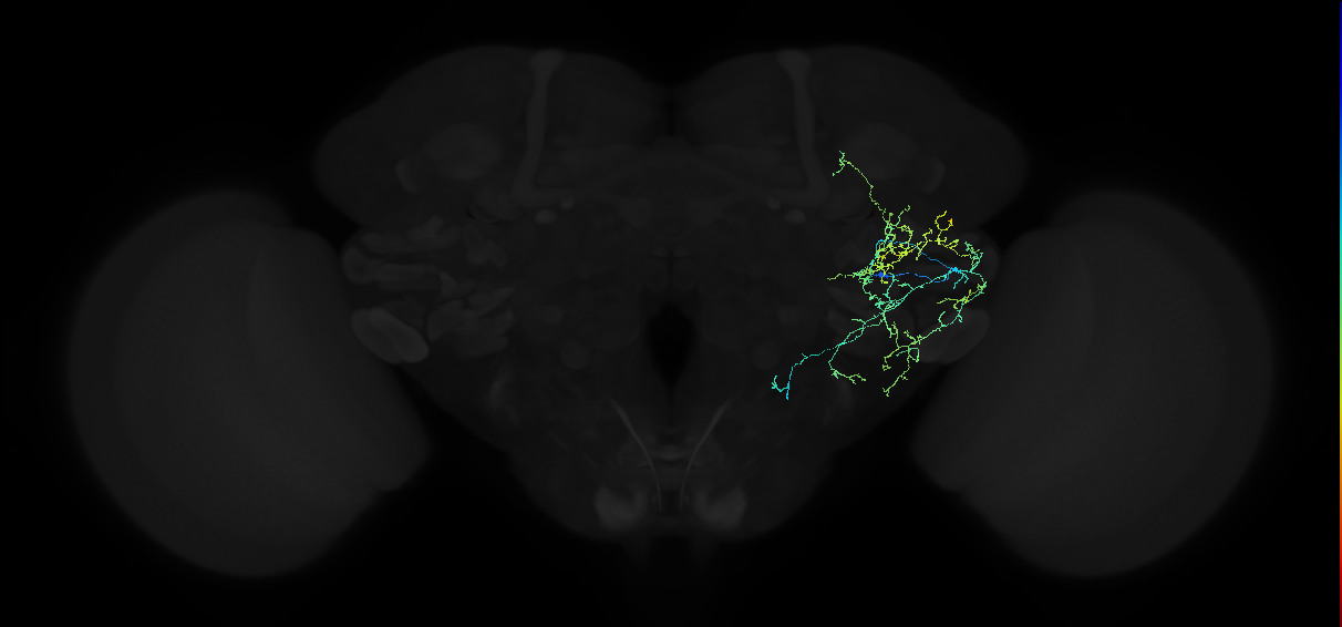 adult anterior ventrolateral protocerebrum neuron 299