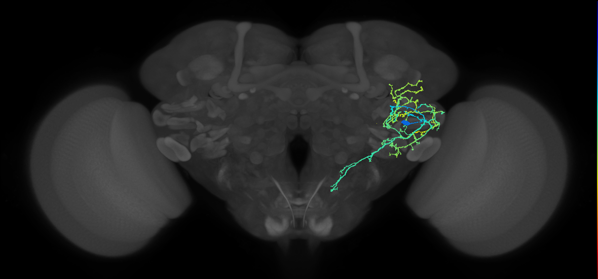 AVLP299_b_R (FlyEM-HB:5901219320)