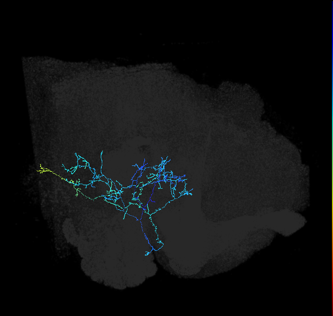 AVLP299_c_R (FlyEM-HB:1383379730)