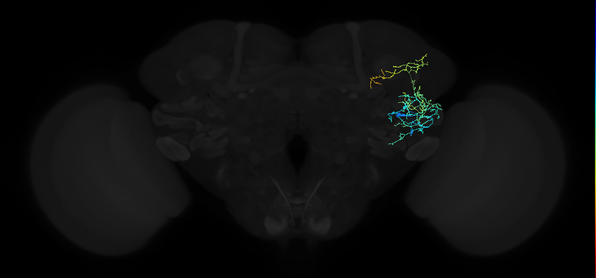 adult anterior ventrolateral protocerebrum neuron 302