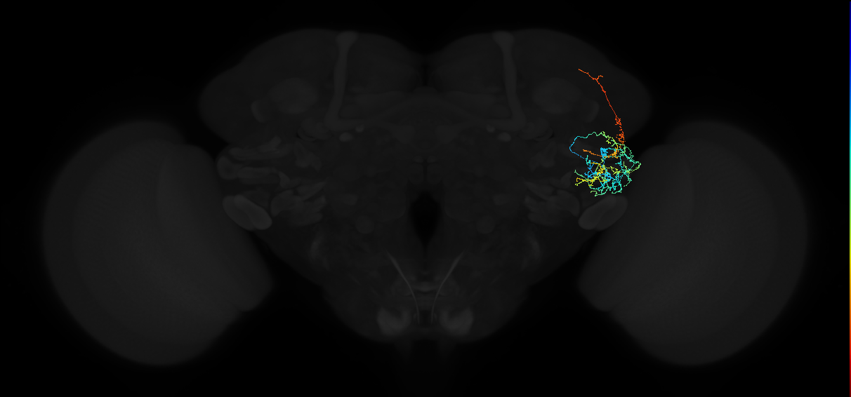 adult anterior ventrolateral protocerebrum neuron 303