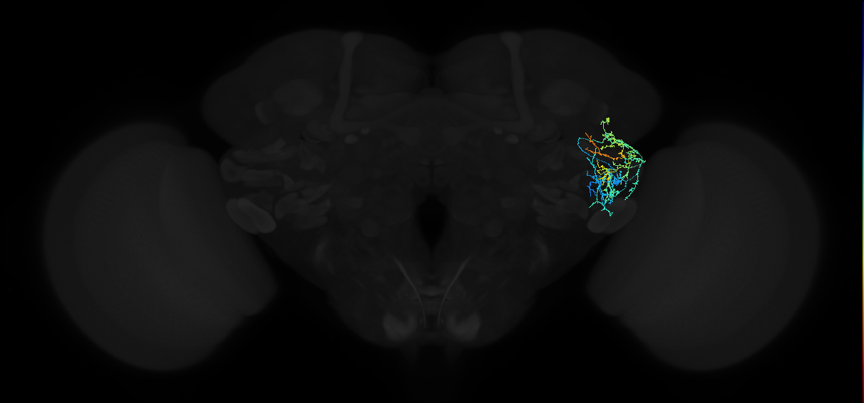 adult anterior ventrolateral protocerebrum neuron 304