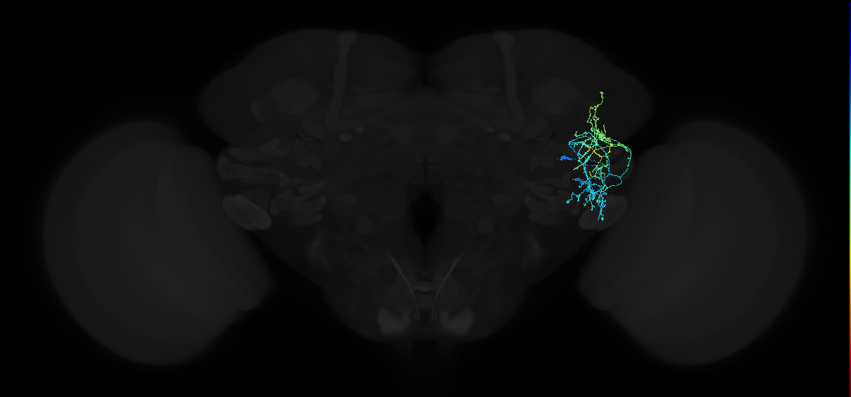 adult anterior ventrolateral protocerebrum neuron 305