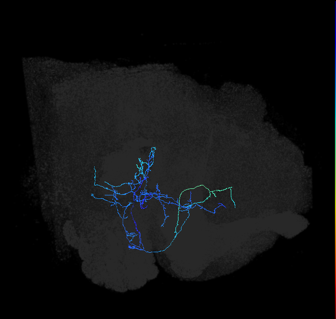 adult anterior ventrolateral protocerebrum neuron 306