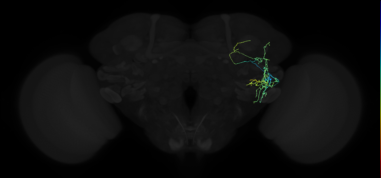 adult anterior ventrolateral protocerebrum neuron 306