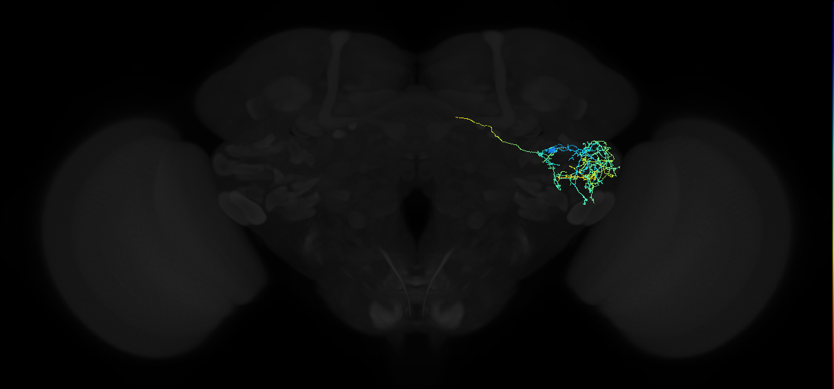 adult anterior ventrolateral protocerebrum neuron 307