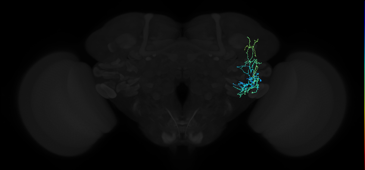 adult anterior ventrolateral protocerebrum neuron 308