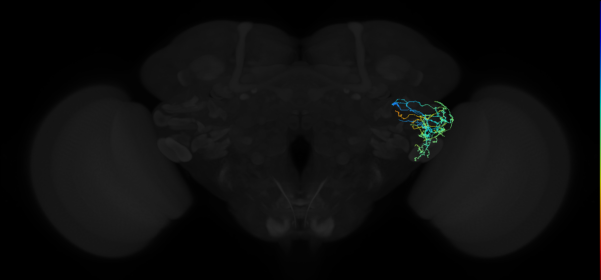 adult anterior ventrolateral protocerebrum neuron 310