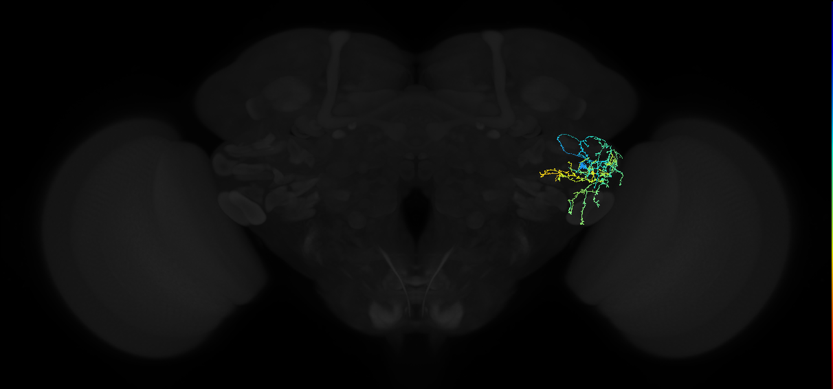 adult anterior ventrolateral protocerebrum neuron 311