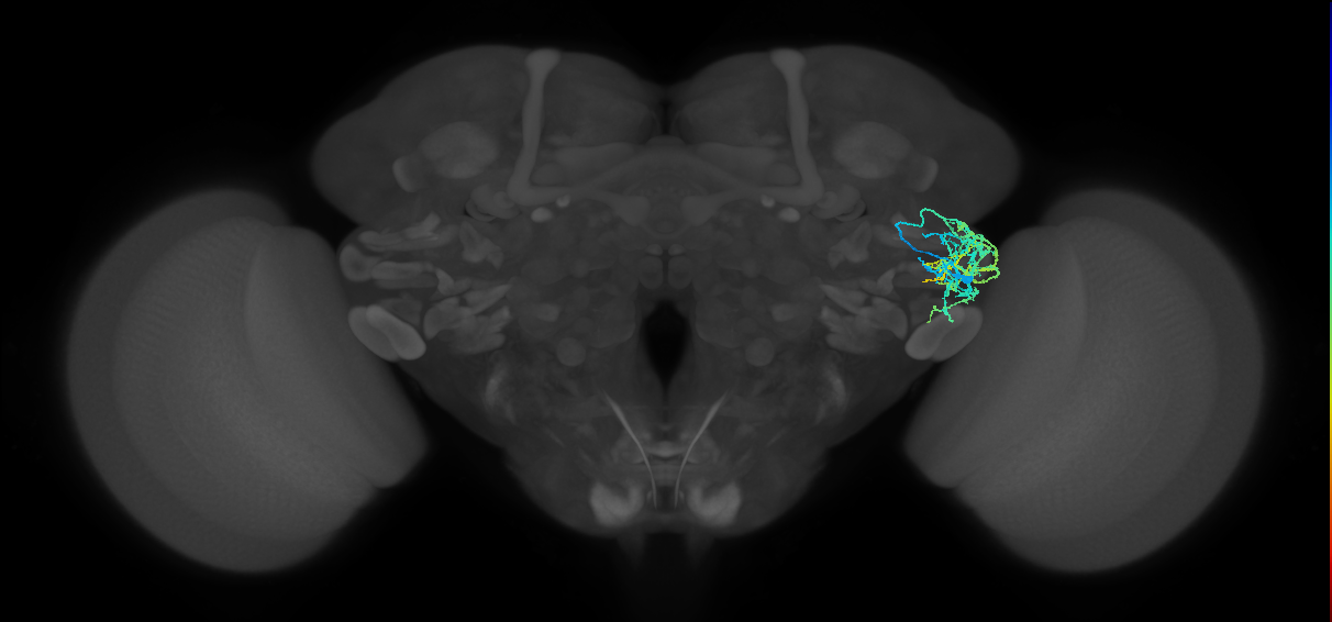 AVLP311_b_R (FlyEM-HB:1508132976)