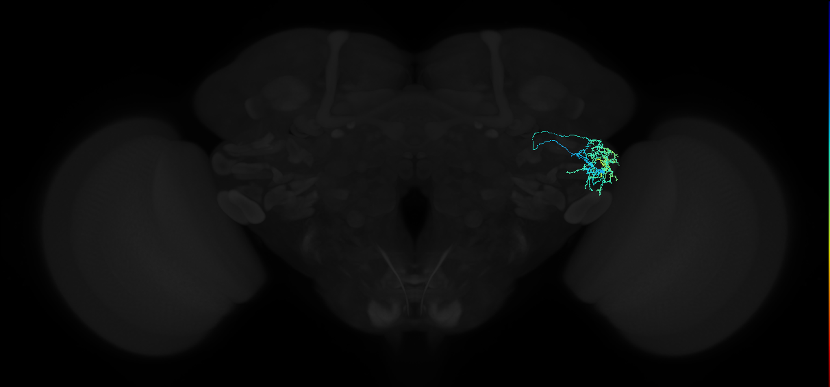 adult anterior ventrolateral protocerebrum neuron 311