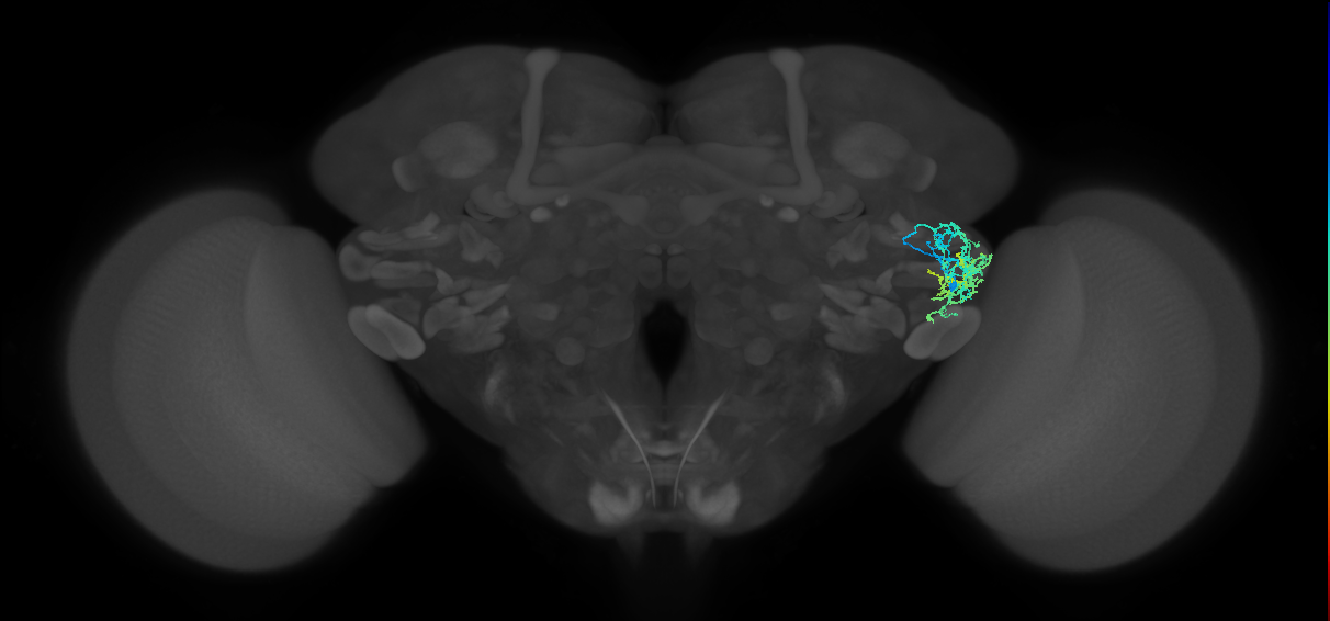 AVLP311_b_R (FlyEM-HB:1537807327)