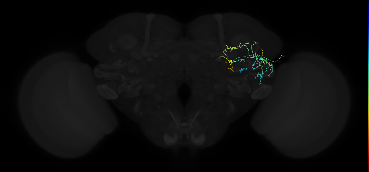 adult anterior ventrolateral protocerebrum neuron 312