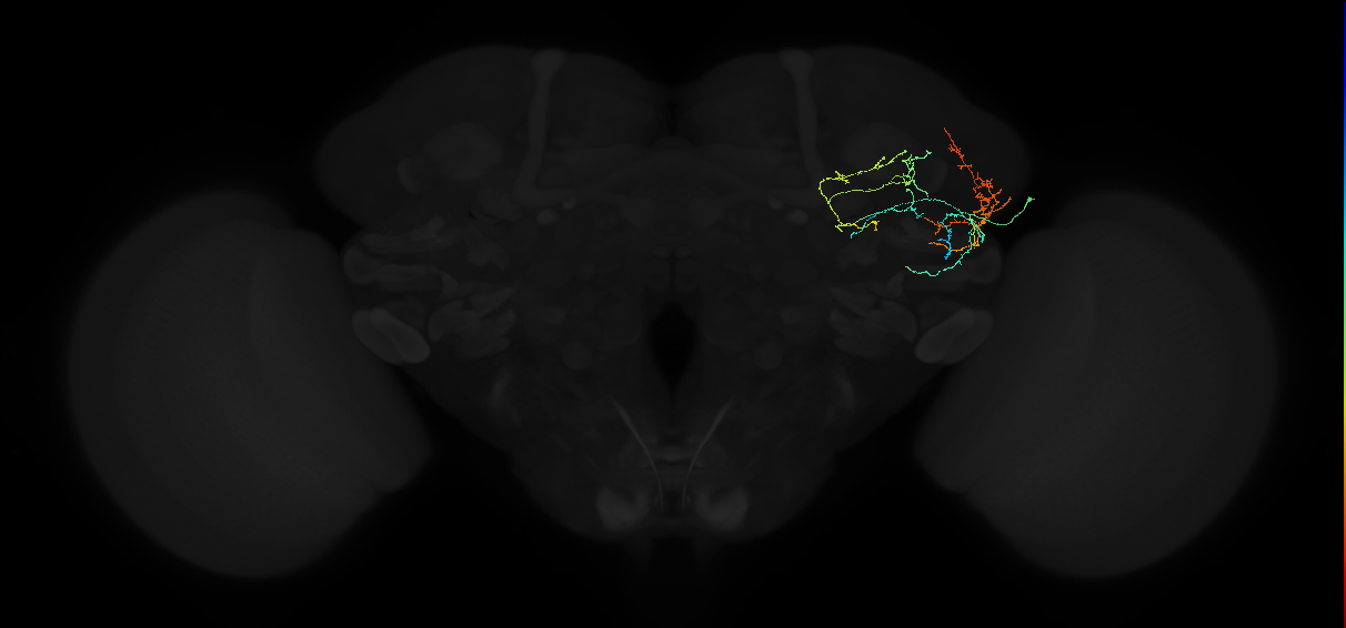 adult anterior ventrolateral protocerebrum neuron 313