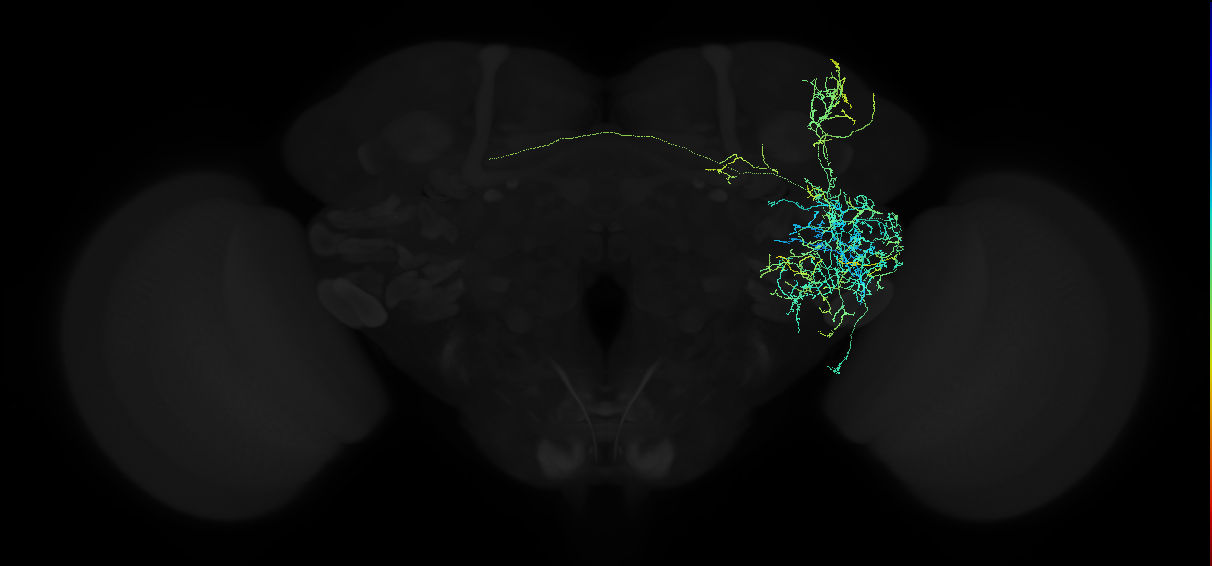 adult anterior ventrolateral protocerebrum neuron 314