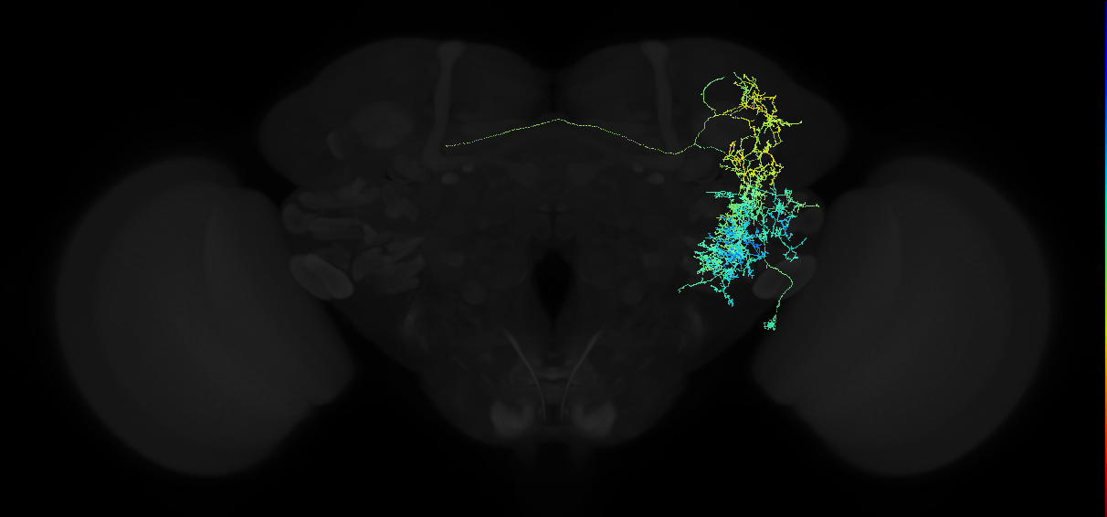 adult anterior ventrolateral protocerebrum neuron 315