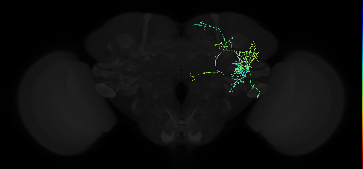 adult anterior ventrolateral protocerebrum neuron 316
