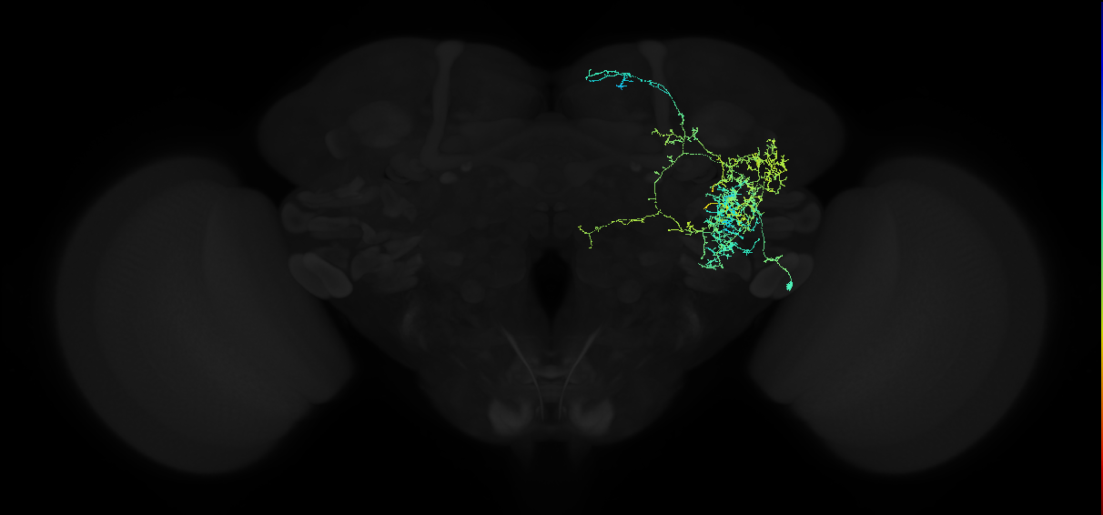 adult anterior ventrolateral protocerebrum neuron 316