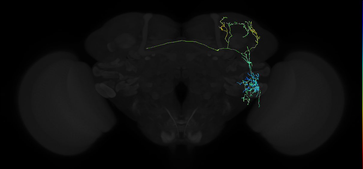 adult anterior ventrolateral protocerebrum neuron 317