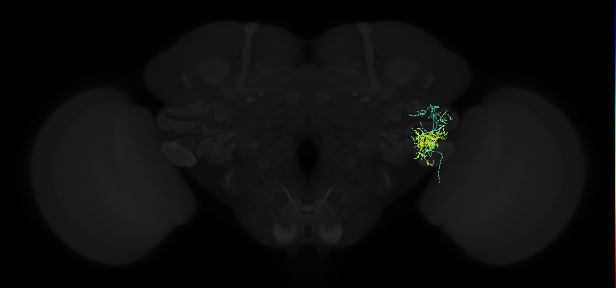 adult anterior ventrolateral protocerebrum neuron 319