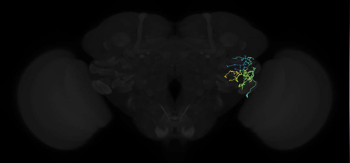 adult anterior ventrolateral protocerebrum neuron 320