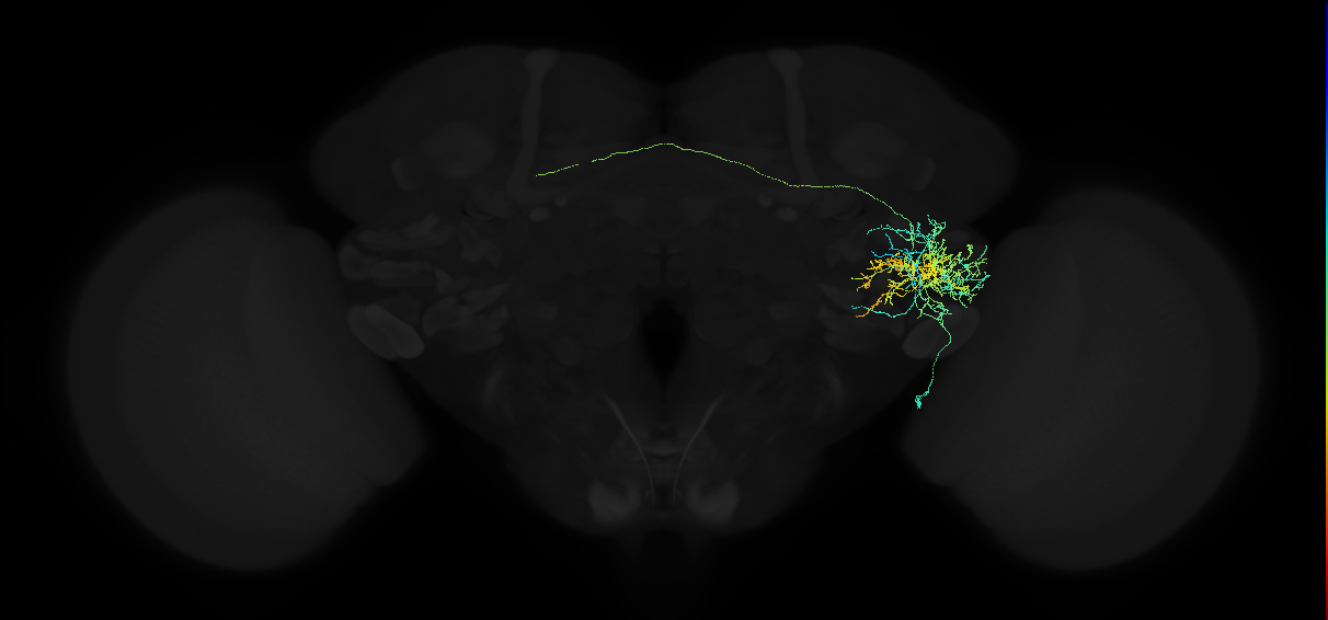 adult anterior ventrolateral protocerebrum neuron 321