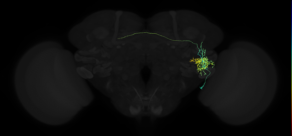 adult anterior ventrolateral protocerebrum neuron 322