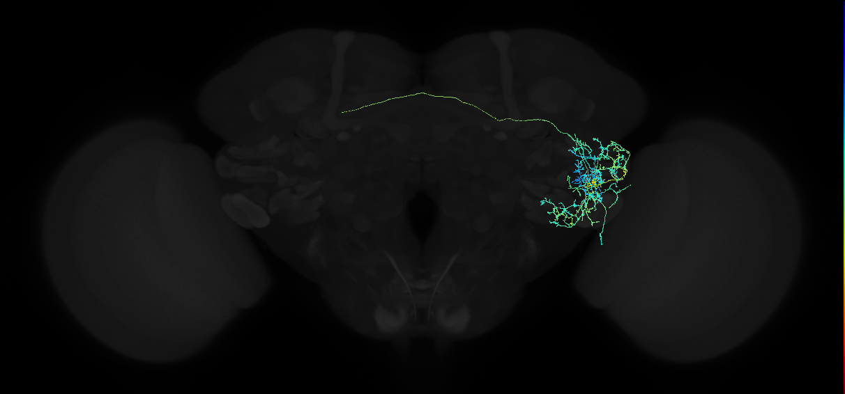 adult anterior ventrolateral protocerebrum neuron 323