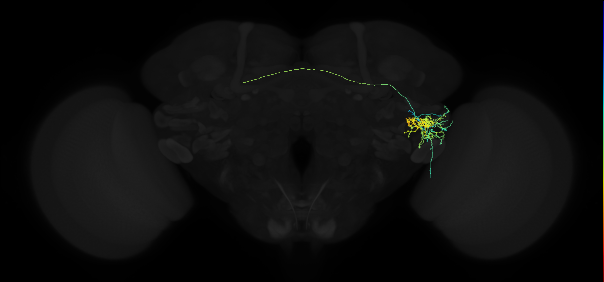 adult anterior ventrolateral protocerebrum neuron 325