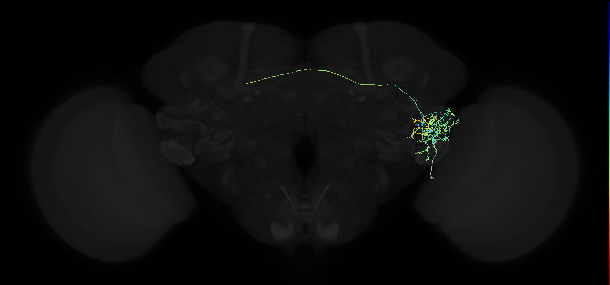 adult anterior ventrolateral protocerebrum neuron 325