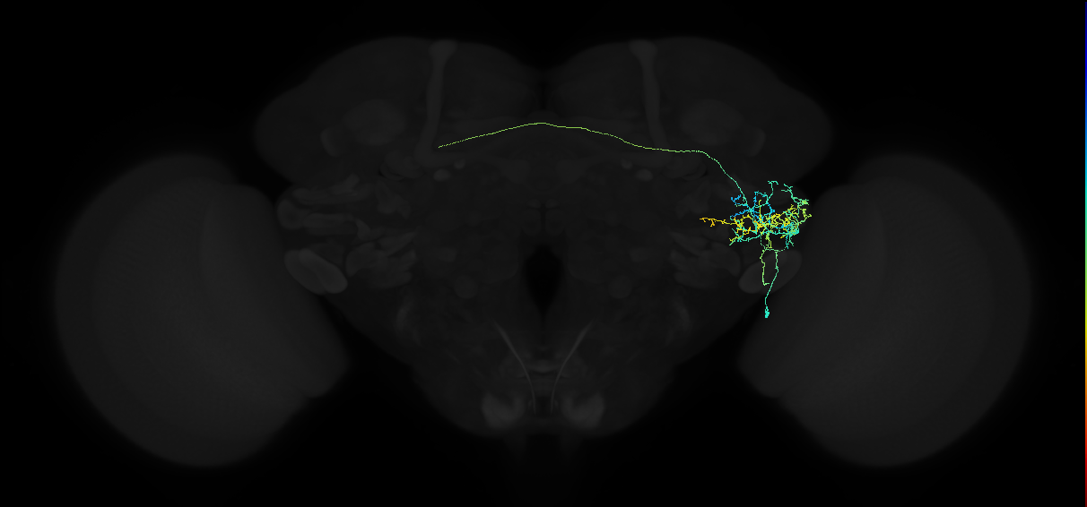 adult anterior ventrolateral protocerebrum neuron 326