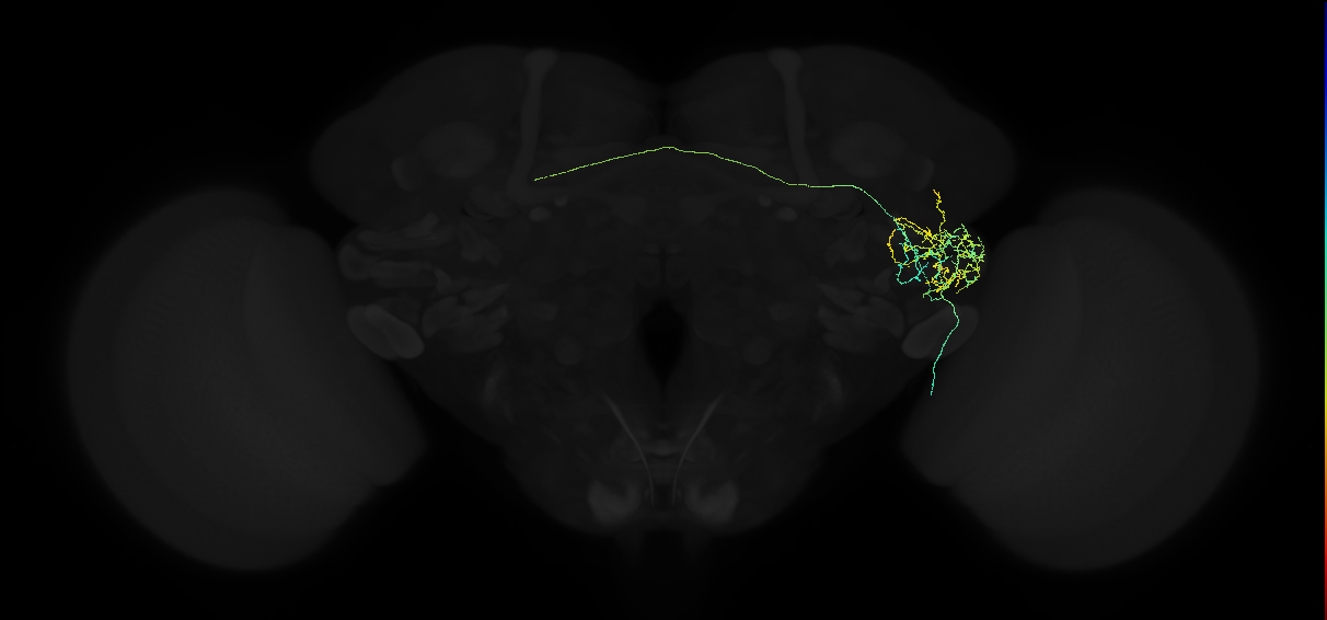 adult anterior ventrolateral protocerebrum neuron 327
