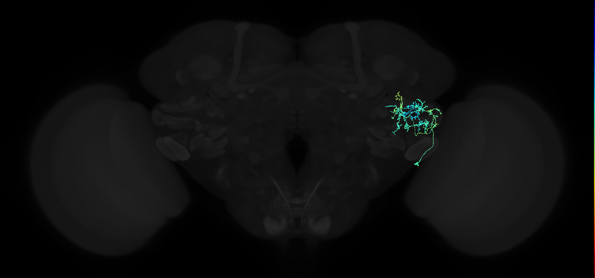 adult anterior ventrolateral protocerebrum neuron 329