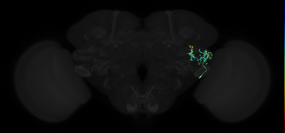 adult anterior ventrolateral protocerebrum neuron 330