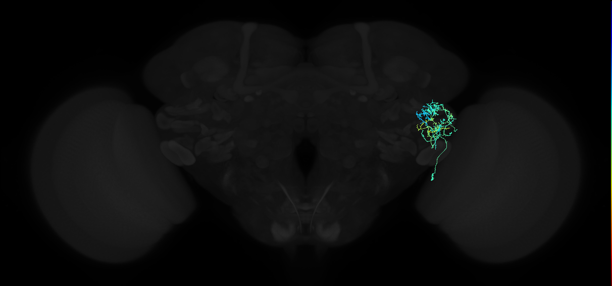 adult anterior ventrolateral protocerebrum neuron 332