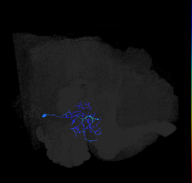 AVLP333_R (FlyEM-HB:1479225680)