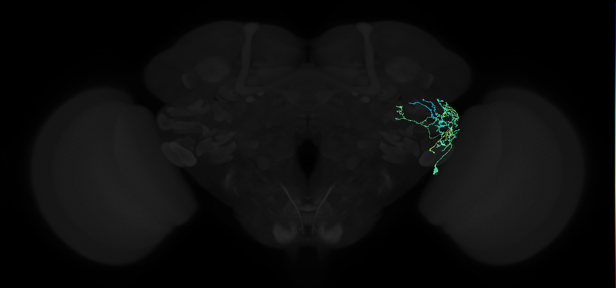 adult anterior ventrolateral protocerebrum neuron 333