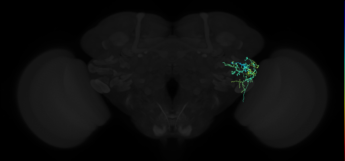 adult anterior ventrolateral protocerebrum neuron 335