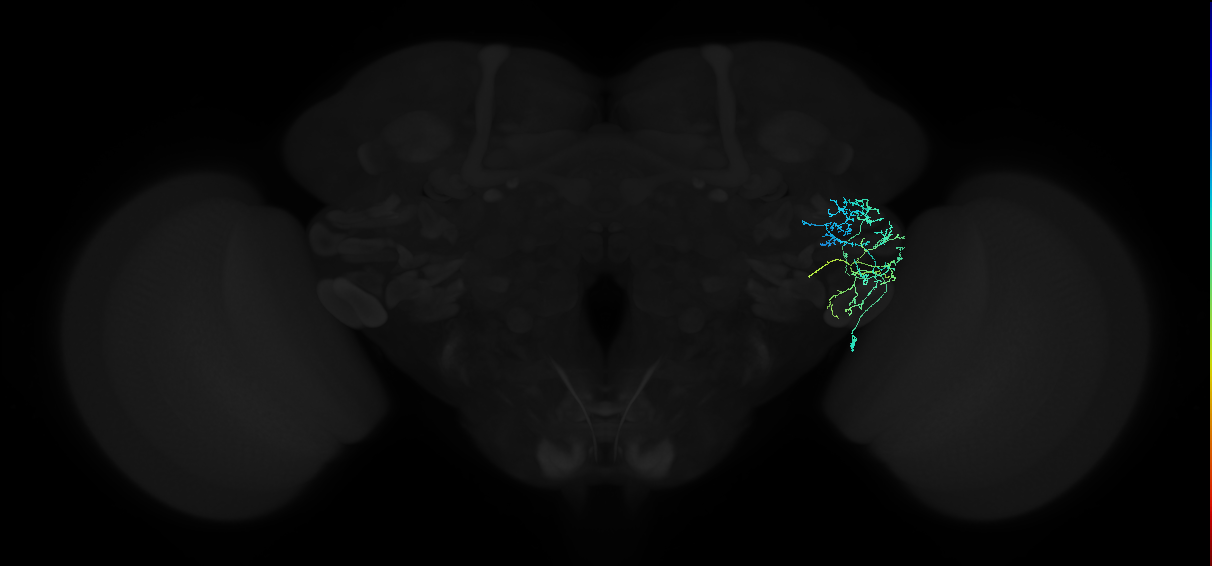 adult anterior ventrolateral protocerebrum neuron 336