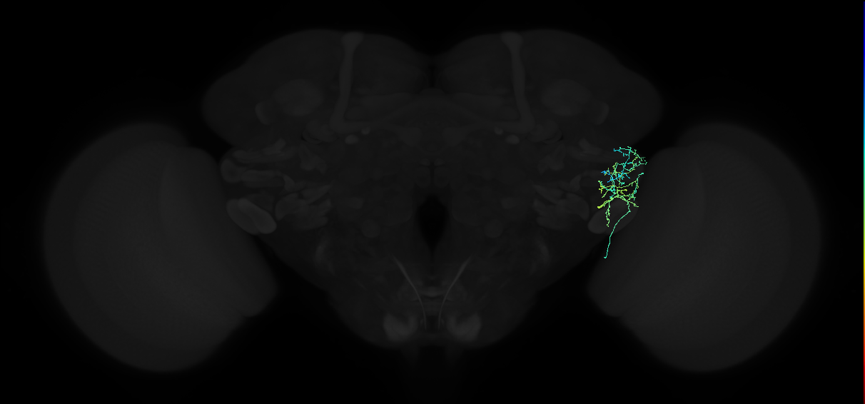 adult anterior ventrolateral protocerebrum neuron 337