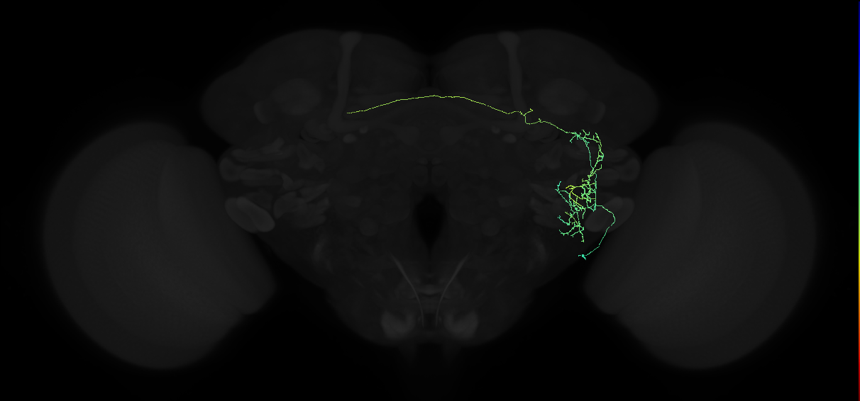 adult anterior ventrolateral protocerebrum neuron 338