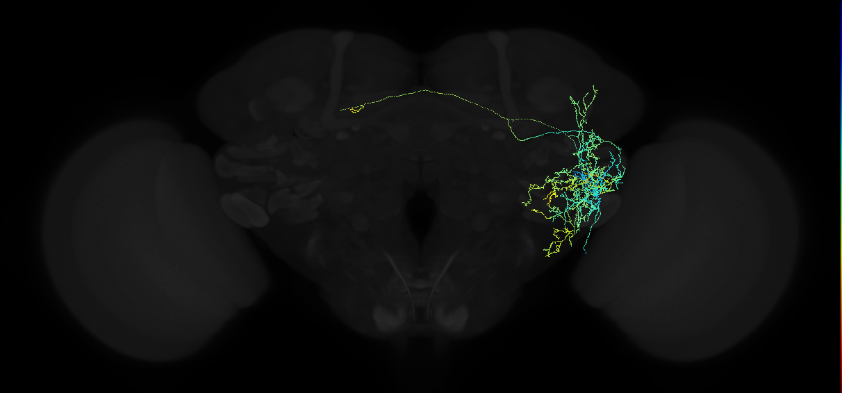 adult anterior ventrolateral protocerebrum neuron 339