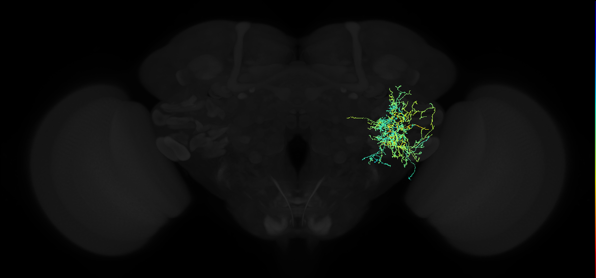 adult anterior ventrolateral protocerebrum neuron 340