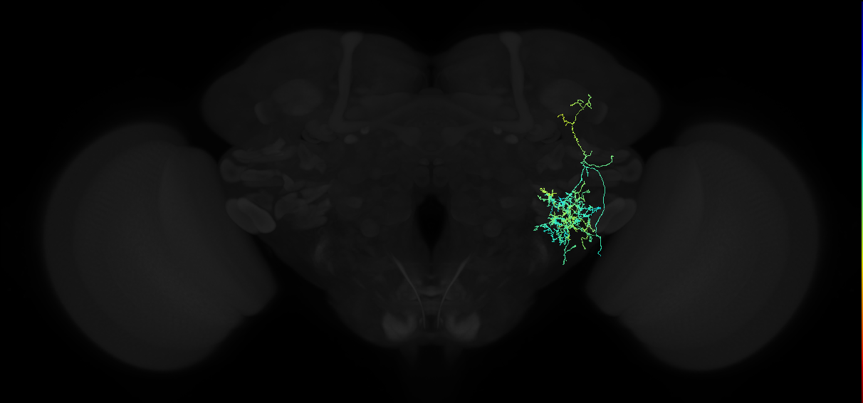 adult anterior ventrolateral protocerebrum neuron 342