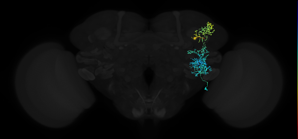 adult anterior ventrolateral protocerebrum neuron 343