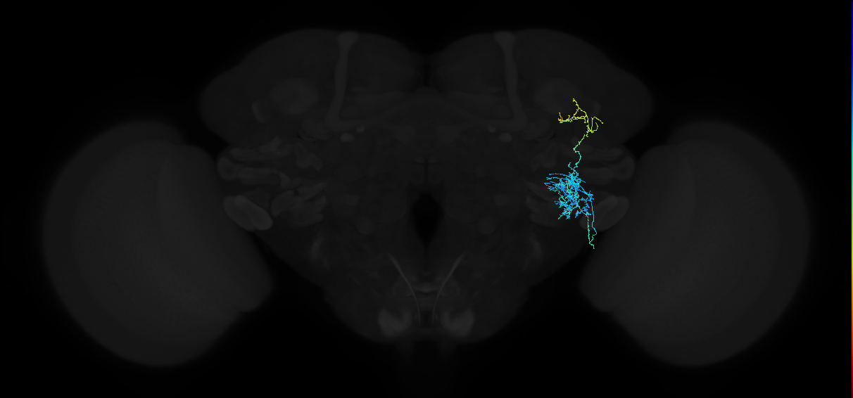 adult anterior ventrolateral protocerebrum neuron 344